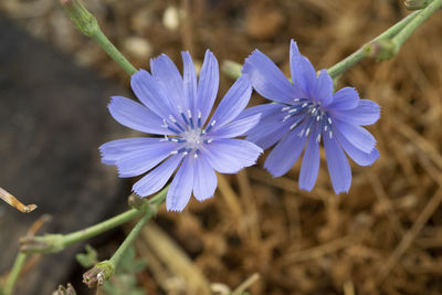 Close-up of purple flowering plant on field
