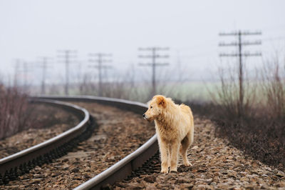 Side view of a dog on railroad track