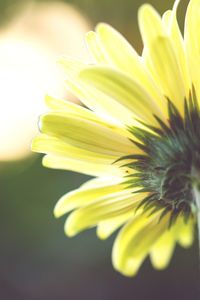 Close-up of yellow flower