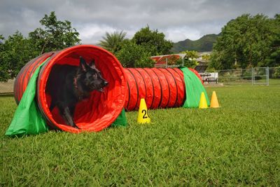 Black dog in red tunnel on grassy field