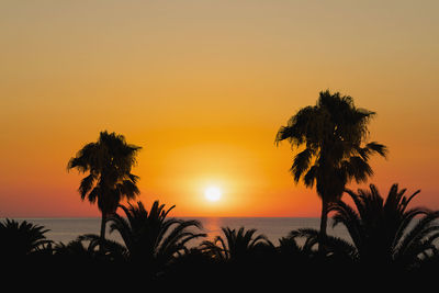 Silhouette palm tree at sunset