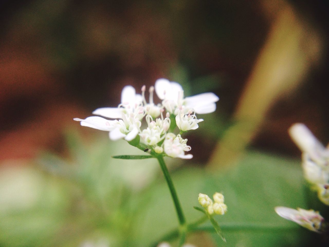 flower, freshness, fragility, petal, white color, growth, flower head, beauty in nature, focus on foreground, close-up, blooming, nature, plant, selective focus, stem, in bloom, blossom, white, stamen, pollen