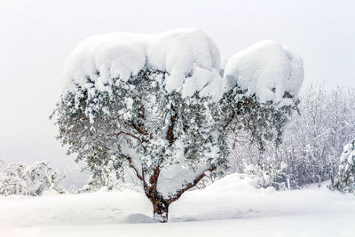 Snow covered trees on field against sky