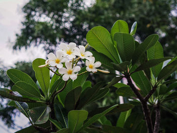 Close-up of yellow flowering plant