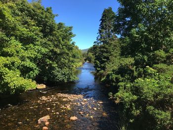 River amidst trees in forest against clear sky