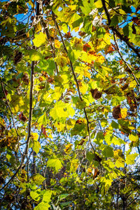 Low angle view of trees