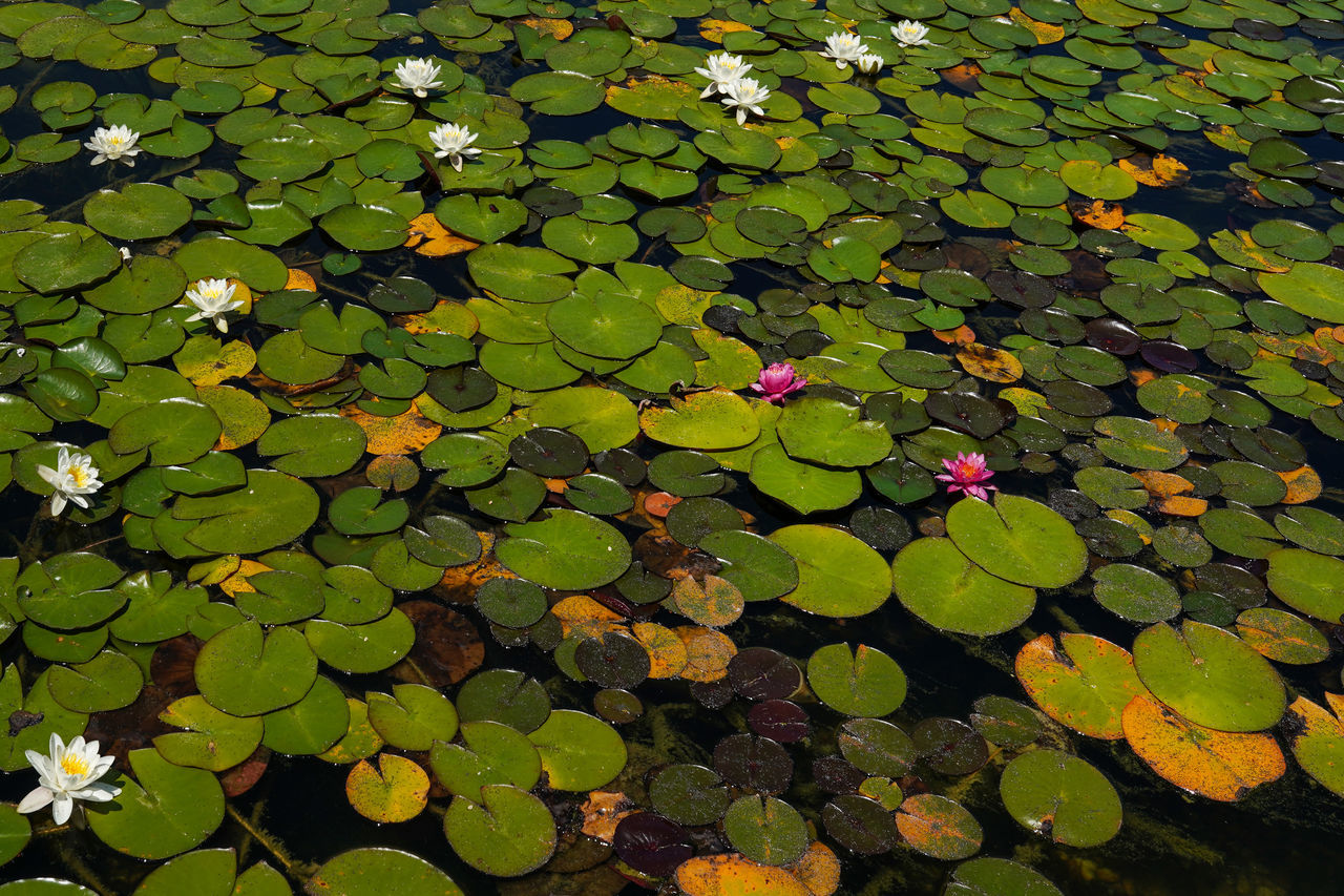 green, leaf, plant part, water lily, floating, plant, floating on water, nature, beauty in nature, water, lake, flower, high angle view, no people, growth, leaves, tranquility, backgrounds, full frame, lily, day, freshness, flowering plant, outdoors, lotus water lily, grass, aquatic plant, fragility, close-up, petal, natural environment, yellow, lawn