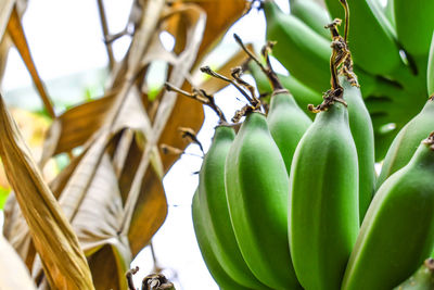 Close-up of fruits hanging on tree