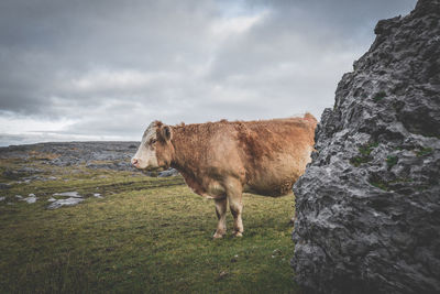Cow on landscape against cloudy sky