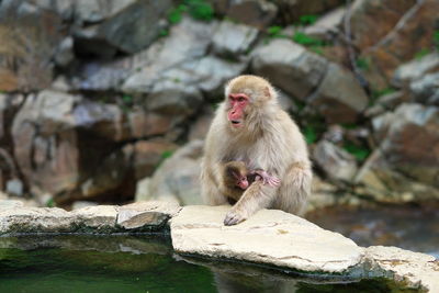 Monkey sitting on rock