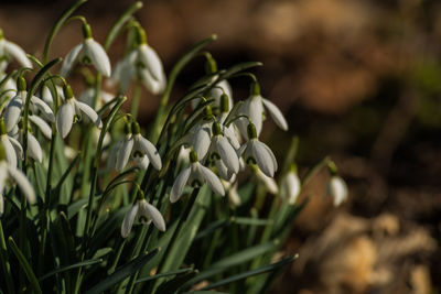 Close-up of white flowering plant on field