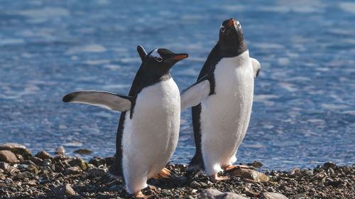 Penguin on beach