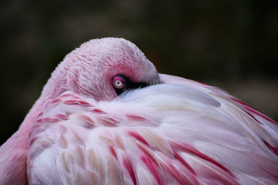 Close-up of pink bird