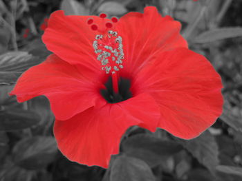 Close-up of red hibiscus blooming outdoors