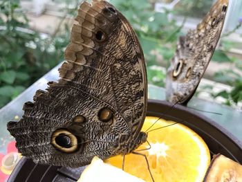 Close-up of butterfly on a tree