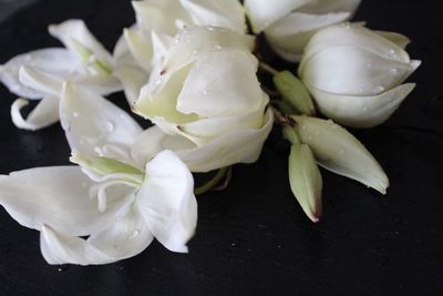 Close-up of flowers in black background