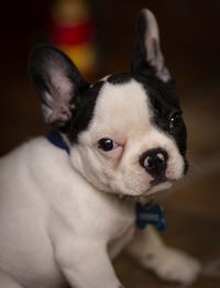 Close-up portrait of a dog