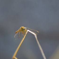 Close-up of dragonfly