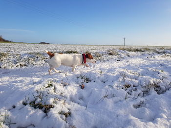 Dog on snow field against clear sky