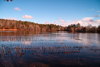 Flooded corn field