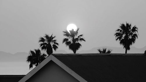 Low angle view of palm trees