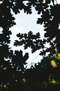 Low angle view of silhouette tree against sky
