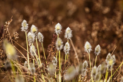 A beautiful cotton grass in a swamp in early spring