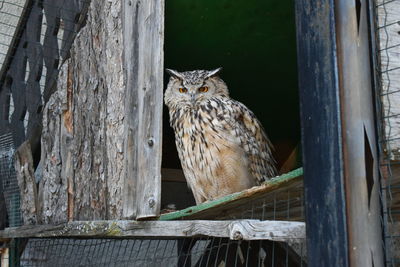 Portrait of owl perching on wood