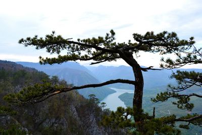 Low angle view of trees against sky
