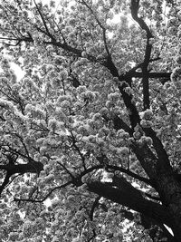 Low angle view of tree