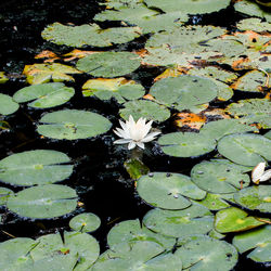 High angle view of lotus water lily in pond