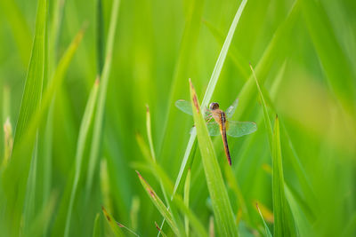 Close-up of insect on grass