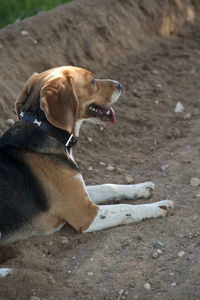 Close-up of dog