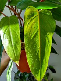 Close-up of wet leaves