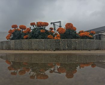 Orange leaves by lake against sky