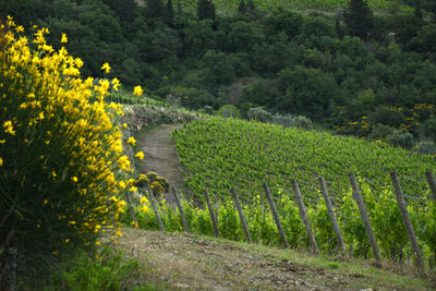 Scenic view of vineyard against trees