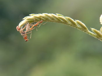 Close-up of insect on plant