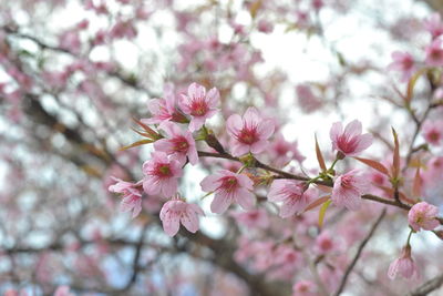 Close-up of pink cherry blossom