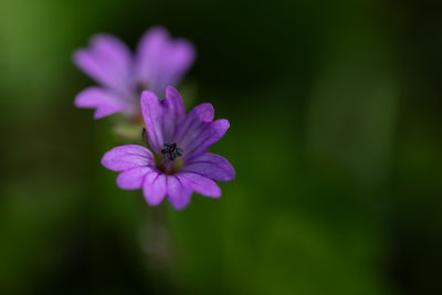flowering plant