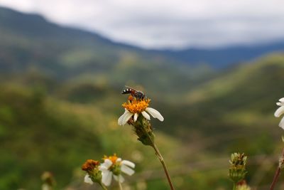 Close-up of butterfly pollinating on flower