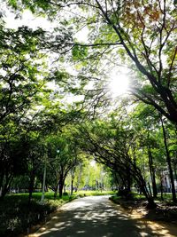 Road amidst trees against sky