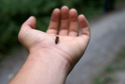 Close-up of insect on hand