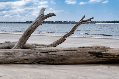 Driftwood on beach against sky