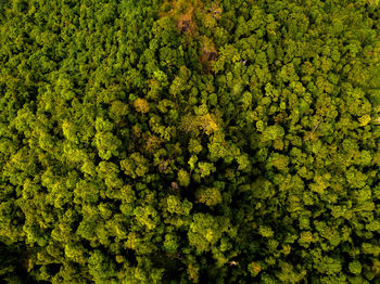 Full frame shot of fresh green plants