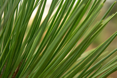 Close-up of palm leaf