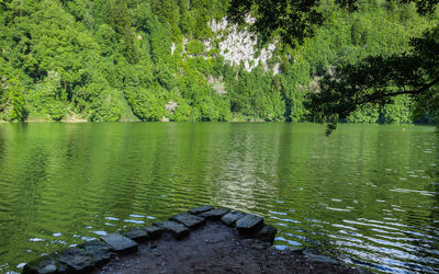 Scenic view of lake in forest