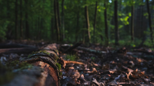 Close-up of log in forest