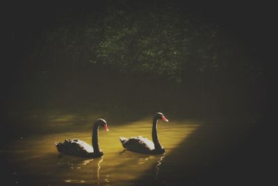 Swans swimming in lake