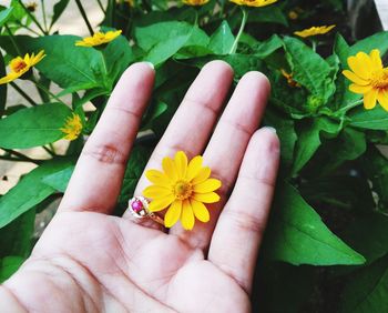 Close-up of hand holding yellow flowers