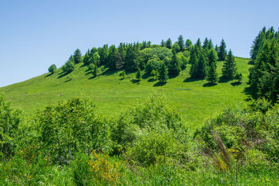 Scenic view of green landscape against clear sky